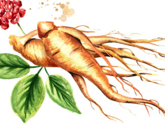 Organic fresh ginseng root