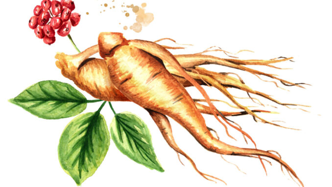 Organic fresh ginseng root