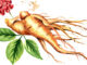 Organic fresh ginseng root